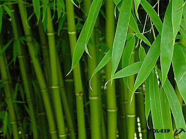 Что за зверь бамбуковый паркет + обзор технологии его укладки
