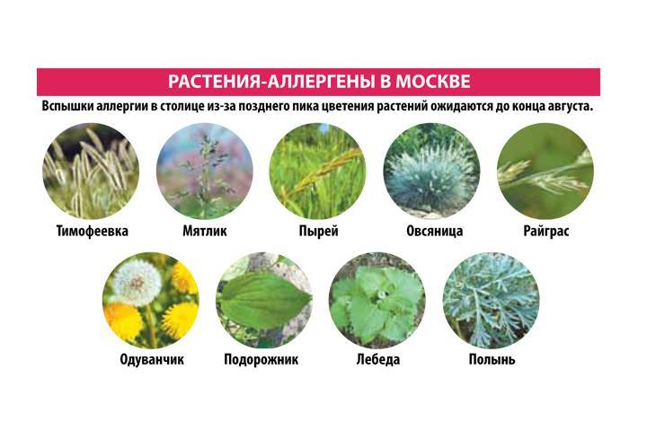 Календарь цветения для аллергиков – галопортал
