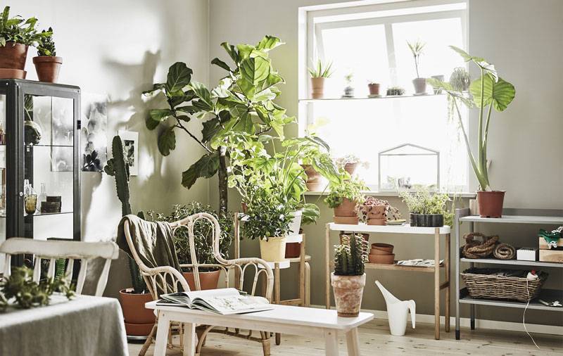 Сад из комнатных растений в квартире: ближе к природе у себя дома (37 фото)