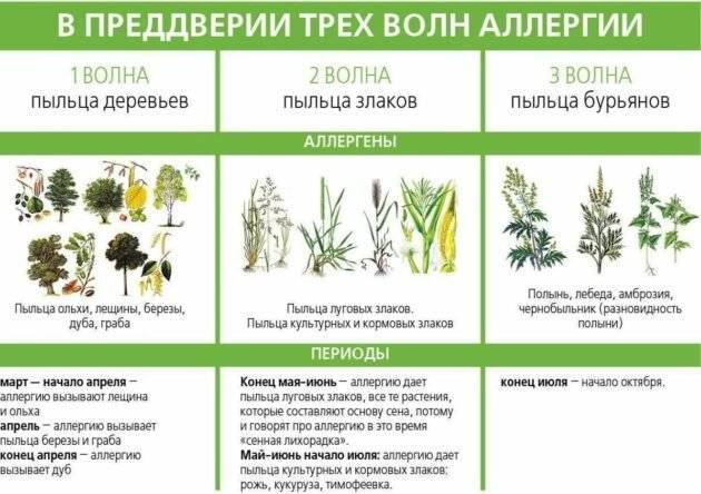 Аллергия на комнатные растения | энтеросгель