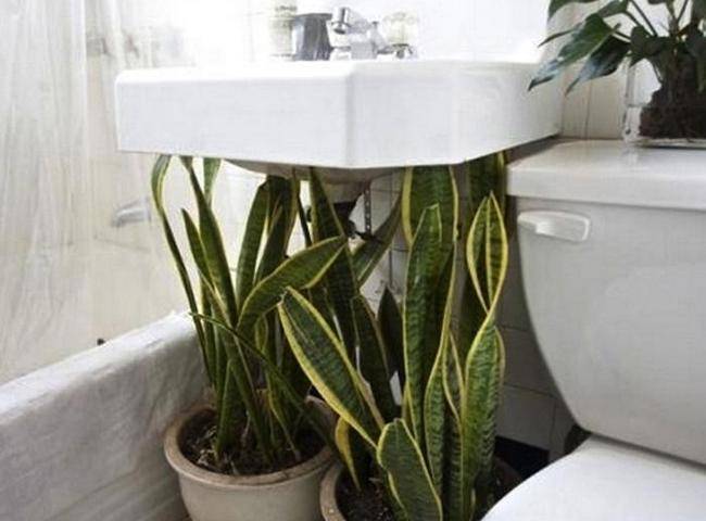 9 лучших растений для ванных комнат