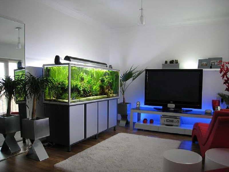 Как выбрать место в квартире для аквариума по фен-шуй?