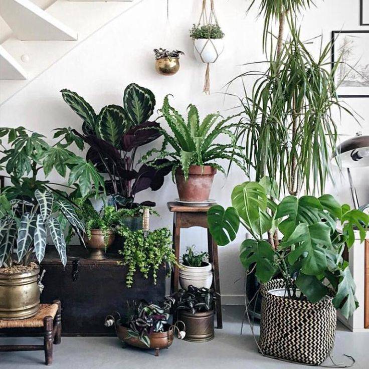 Комнатные растения для гостиной | топ-15 живых украшений с пользой для здоровья | (фото & видео)