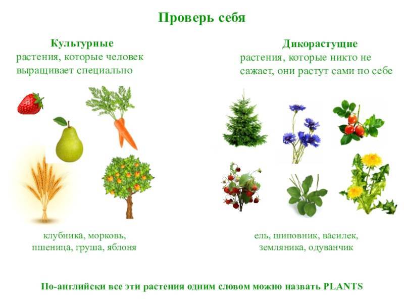 Дача для ленивых: 11 растений, которые растут и цветут сами по себе