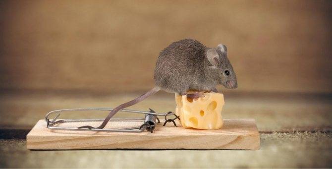 Мыши под полом: обзор лучших вариантов избавления от ненавистных грызунов
