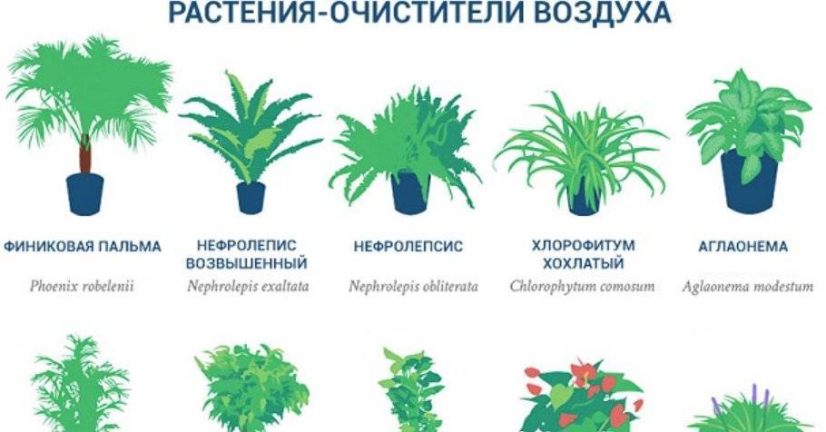 Комнатные растения очищающие воздух