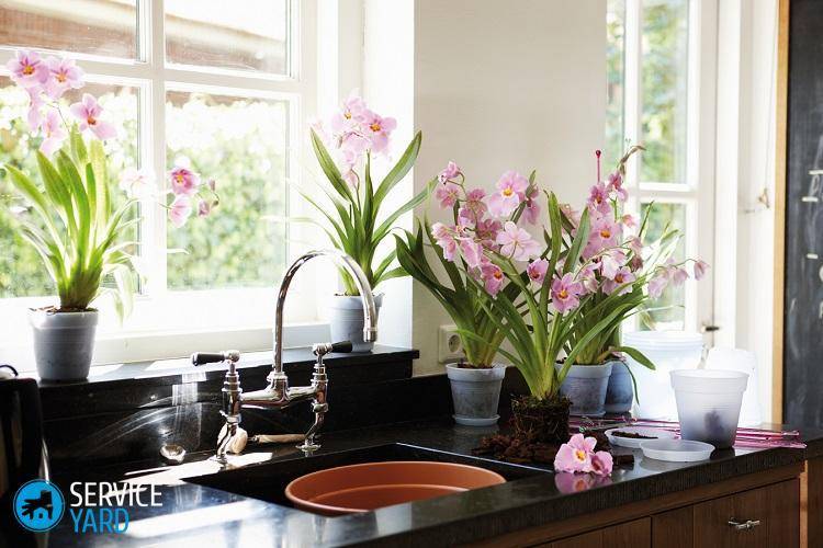 Как лучше расставить комнатные цветы в квартире: идеи с фото