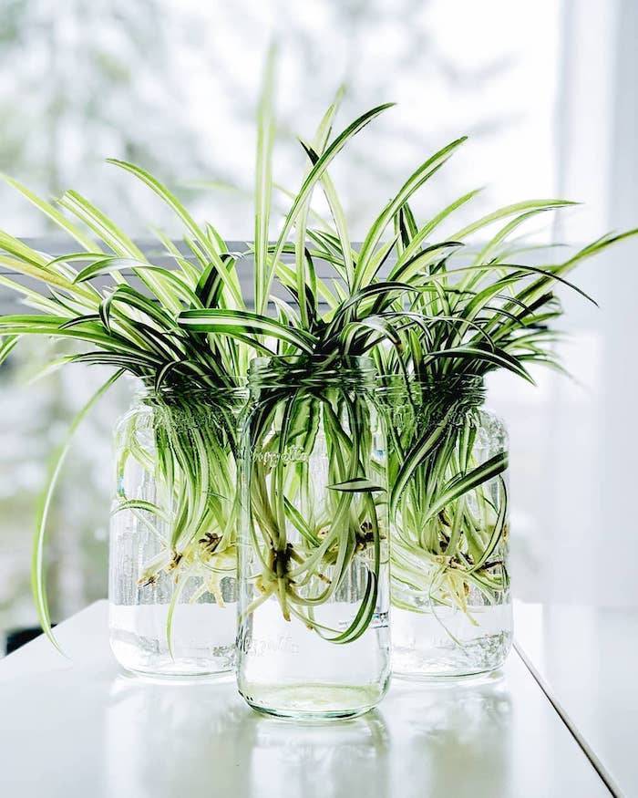 Лучшие комнатные растения, очищающие воздух.