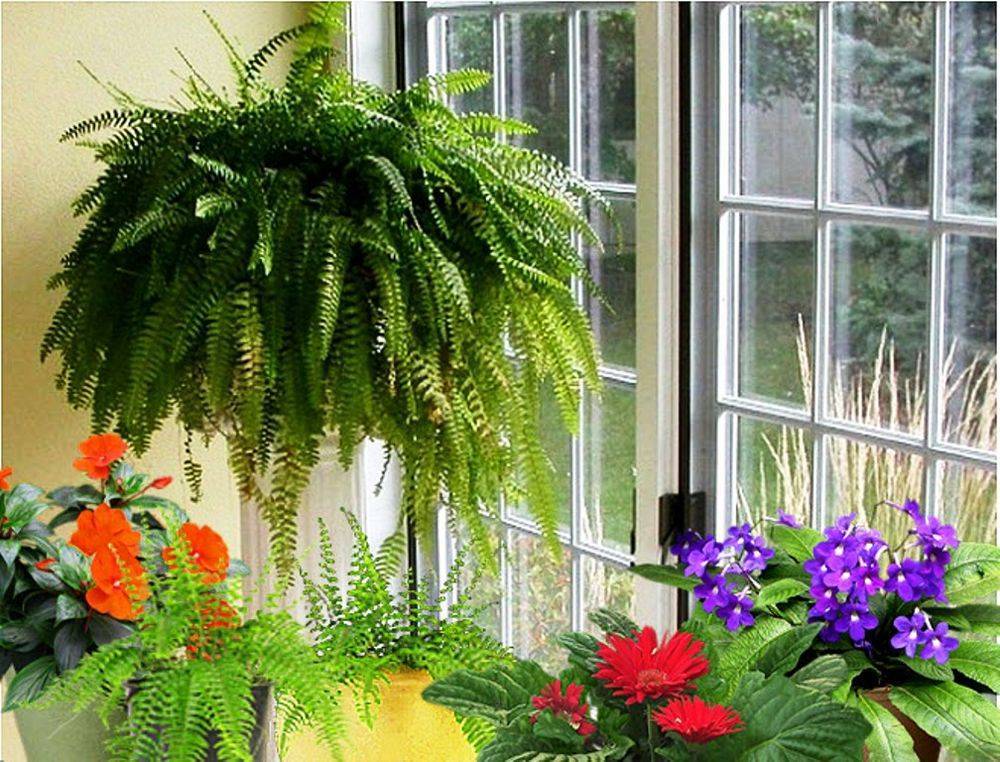 11 комнатных растений, которые должны быть в каждом доме