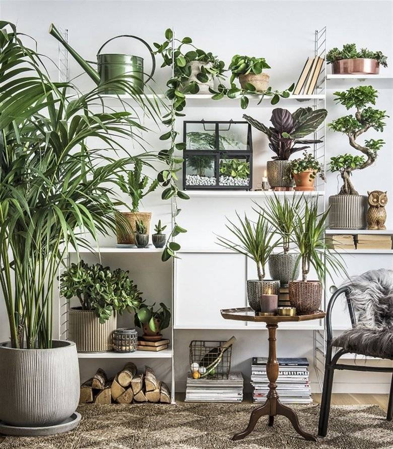 Комнатные растения: как обустроить зелёный уголок в квартире | программа: среда обитания