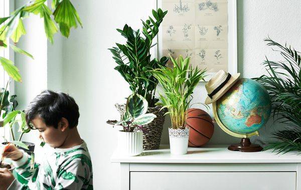 10 очень красивых и неприхотливых комнатных растений, которые сделают ваш дом уютнее