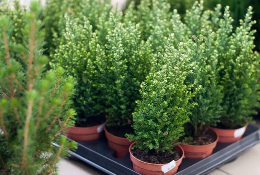 7 цветов для кухни, которые умеют впитывать запахи