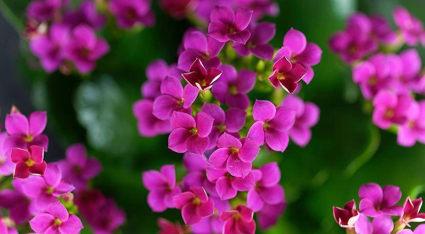 7 домашних растений, которые вы скорее всего еще ни разу не видели