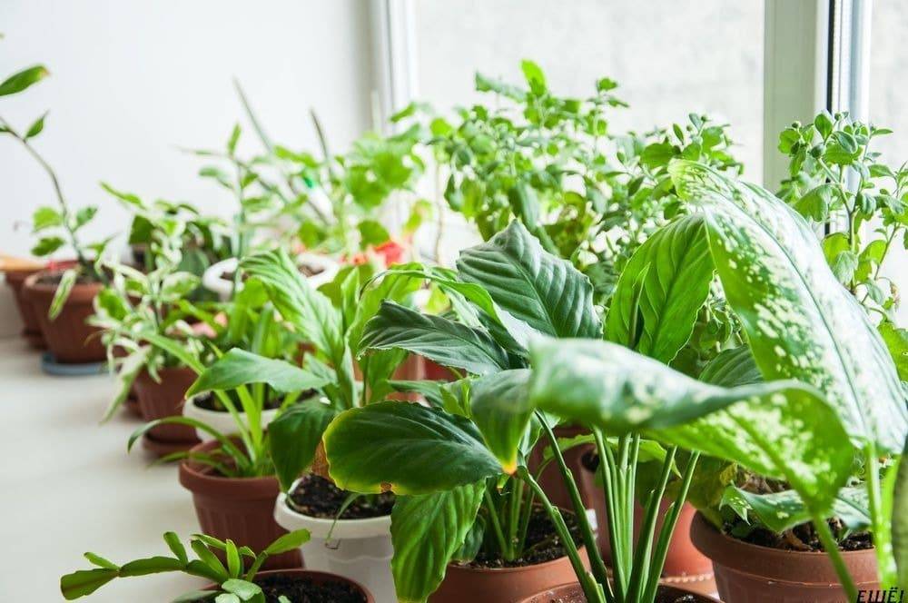 Как очистить воздух в квартире: растения, очищающие воздух