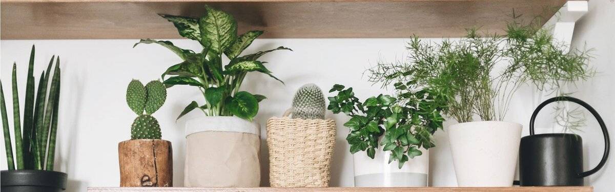 Можно ли в квартире держать кактусы? хорошо или плохо, если растение в доме?