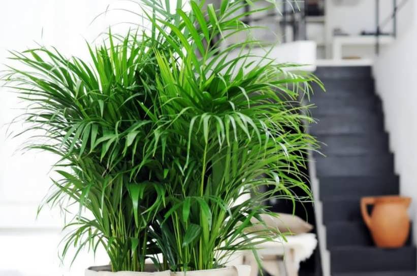 7 цветов для кухни, которые умеют впитывать запахи