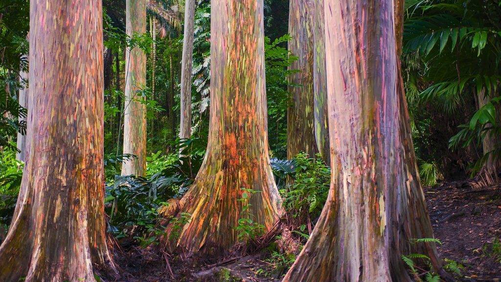 7 домашних растений, которые вы скорее всего еще ни разу не видели