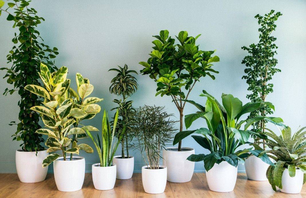 Почему в доме не приживаются растения