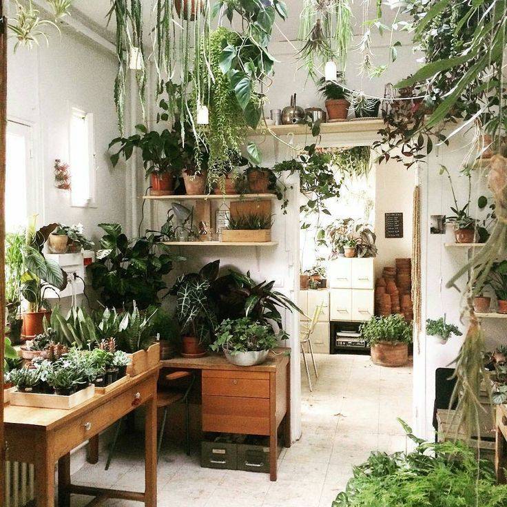 Комнатные растения в интерьере — «зеленый уют»