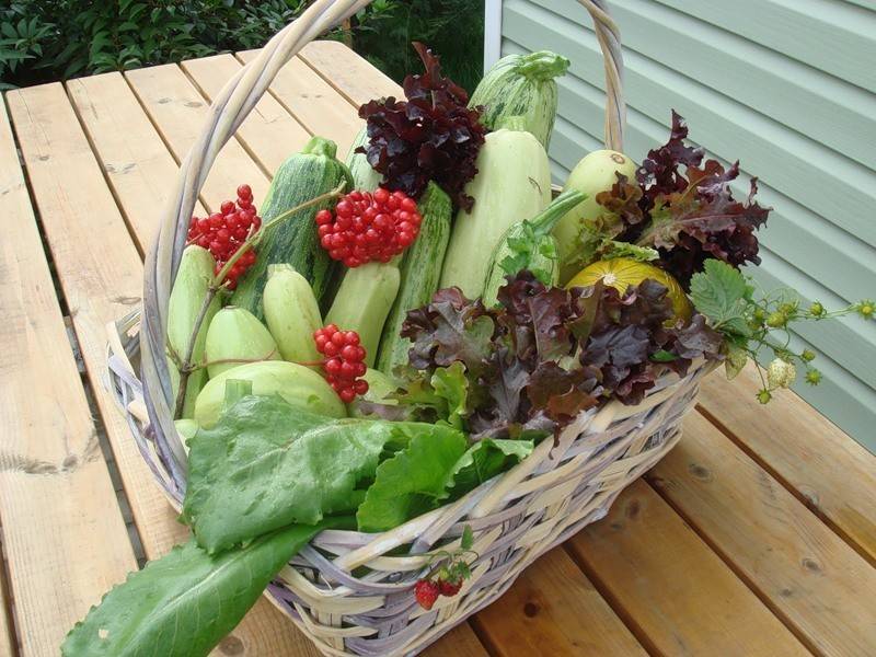 Поделки из овощей и фруктов своими руками для выставки в детском саду и школе