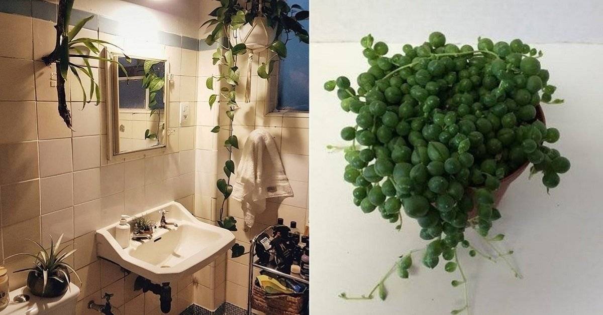 Какие цветы можно поставить в ванной комнате, чтобы она смотрелась модно