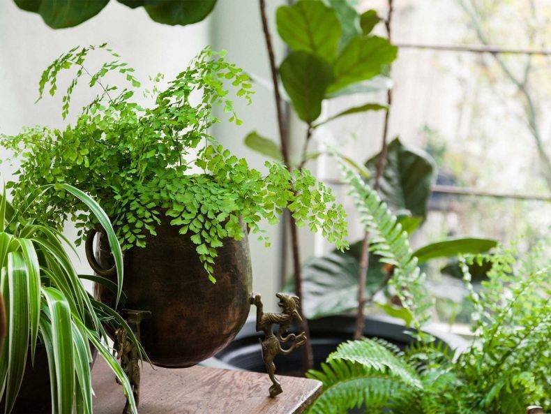 11 растений, очищающих воздух в квартире