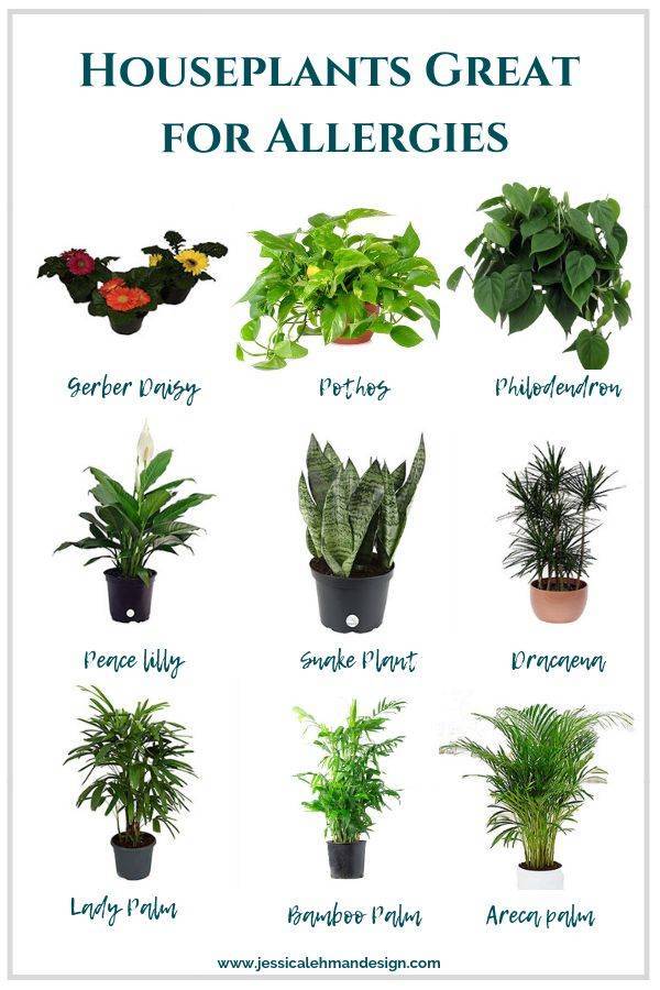 7 опасных комнатных растений для детей и взрослых