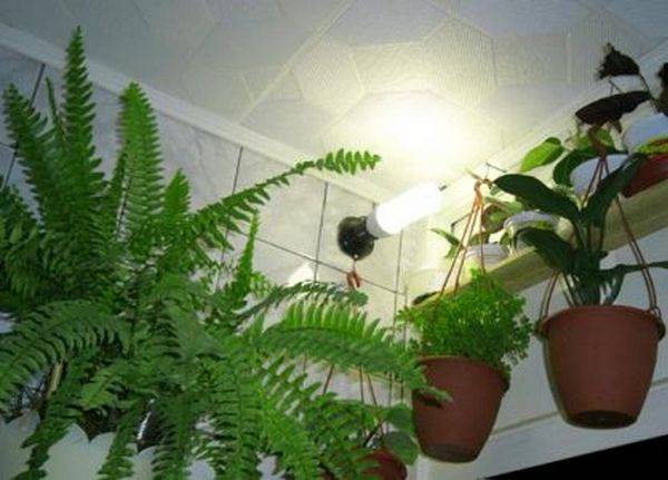 10 растений, которым будет комфортно даже в ванной комнате без света