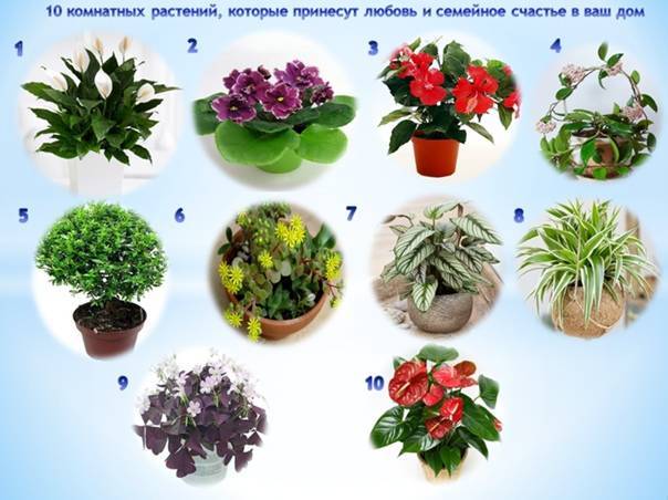 По фен-шуй: эти растения принесут счастье и благополучие в ваш дом
по фен-шуй: эти растения принесут счастье и благополучие в ваш дом