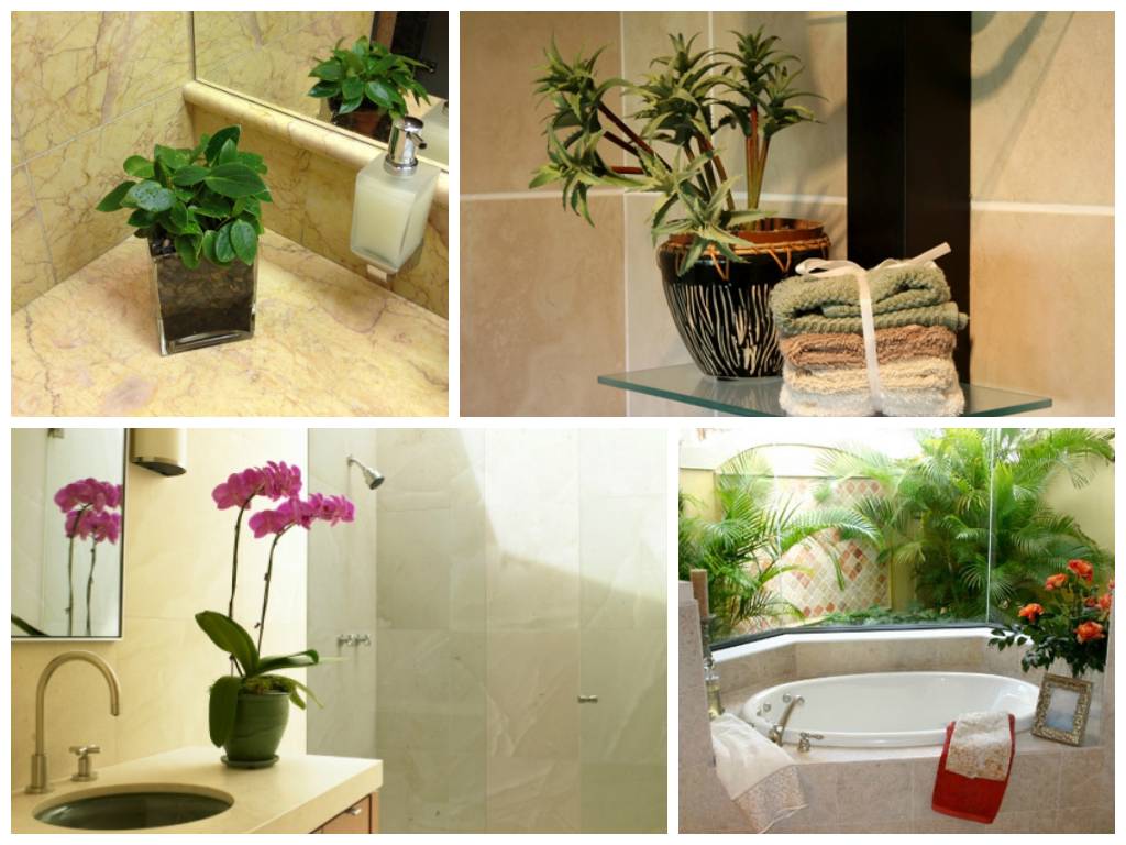 Цветы в ванной – уход и размещение; какие растения подходят для ванной комнаты