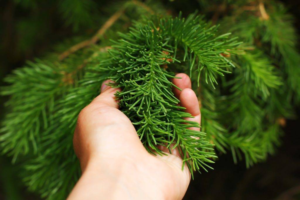 Как использовать хвою от новогодней елки