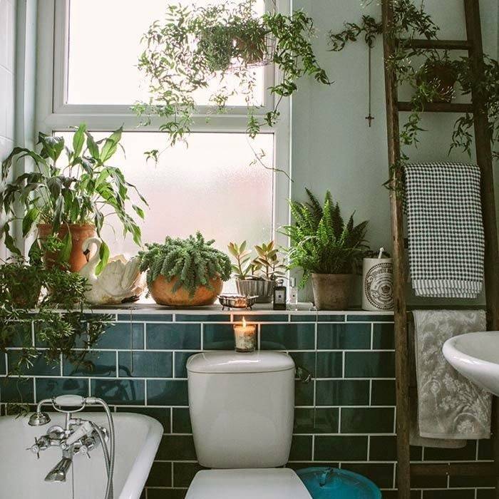 Озеленение ванных комнат и санузлов: обзор популярных комнатных растений