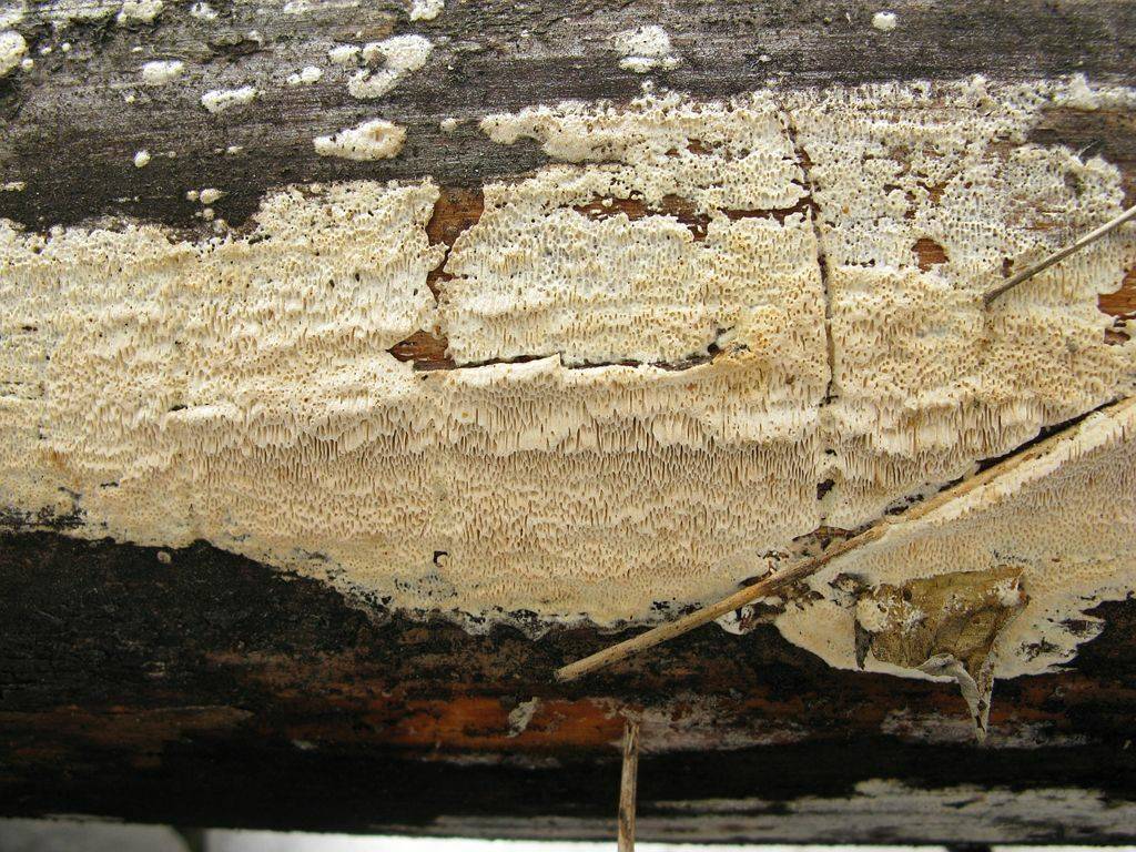 Грибок под полом и в подполье деревянного дома: способы борьбы с ним