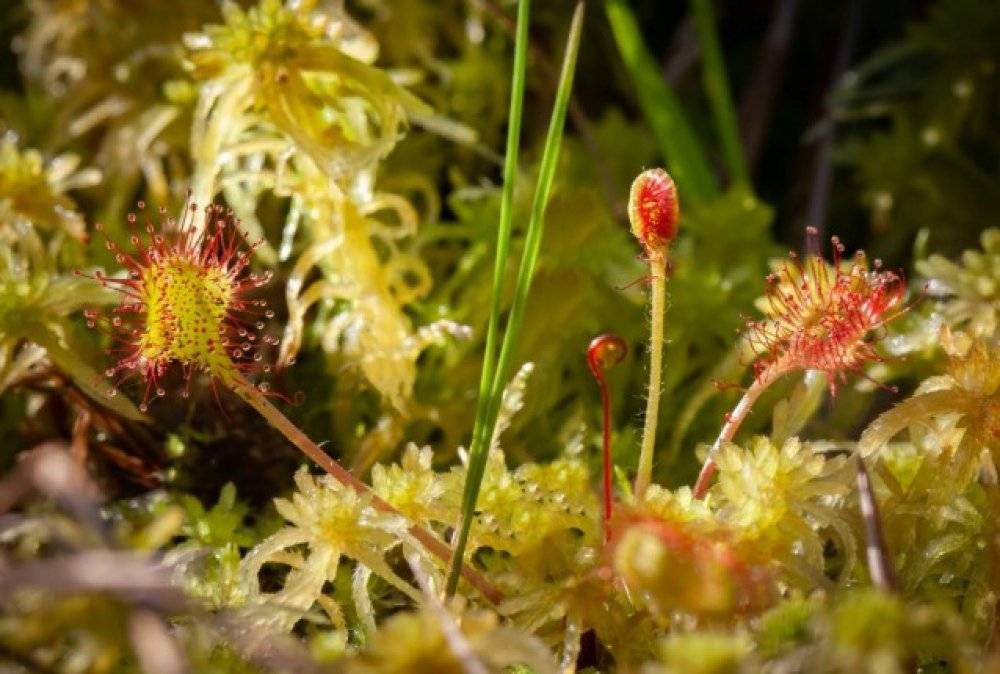 20 неубиваемых домашних растений, которые выживут почти без ухода - наша дача - медиаплатформа миртесен