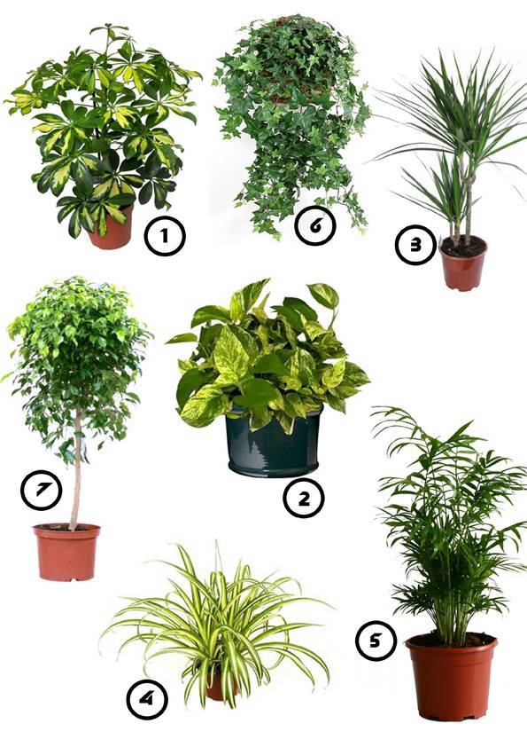Самые неприхотливые домашние растения, которые очищают воздух