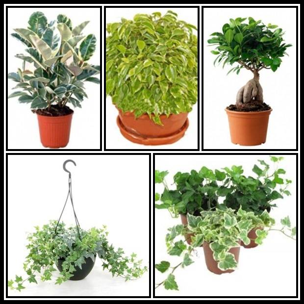 Комнатные растения, очищающие и увлажняющие воздух