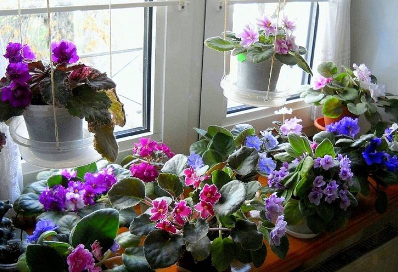 Опасная красота: 9 цветов, которые нельзя держать в квартире