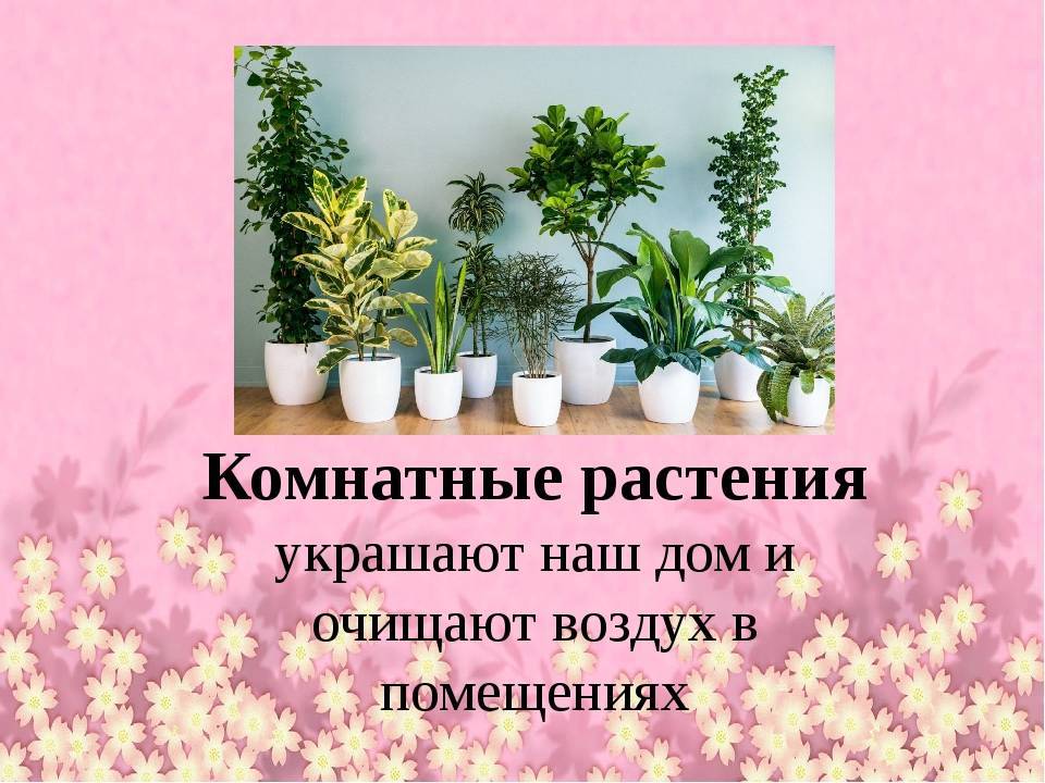Топ-13 комнатных растений, очищающих воздух в квартире