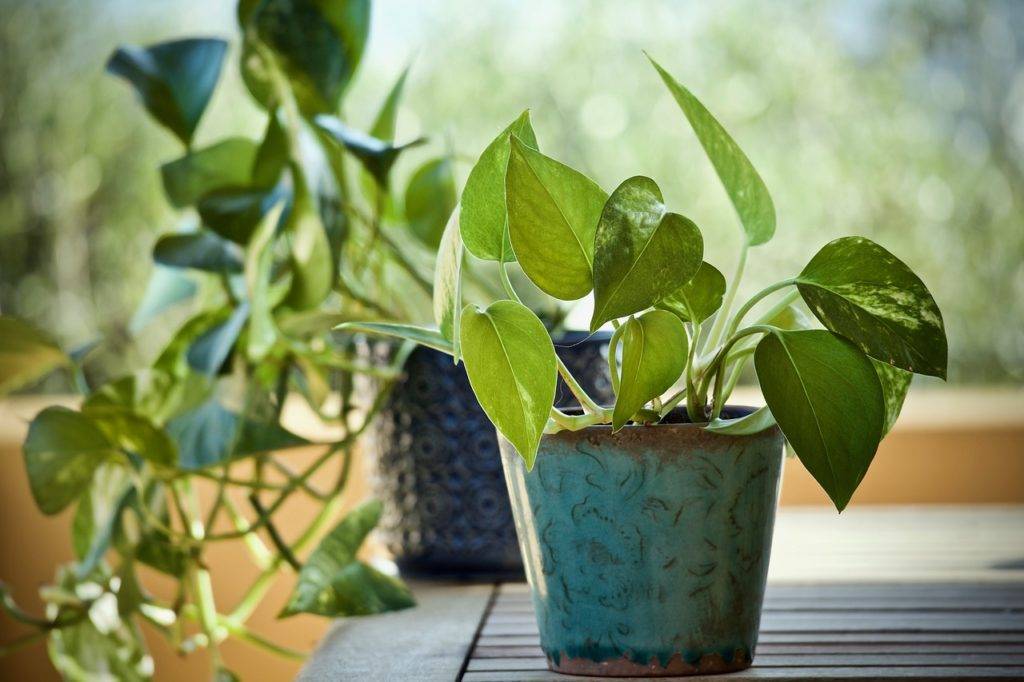 10 лучших комнатных растений очищающих воздух в квартире