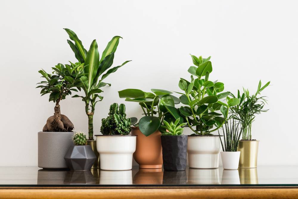 Комнатные растения, которые очищают воздух в помещении