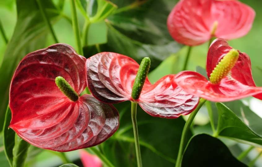 7 цветов для кухни, которые умеют впитывать запахи