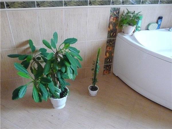Азбука растениевода: комнатные растения для темных помещений