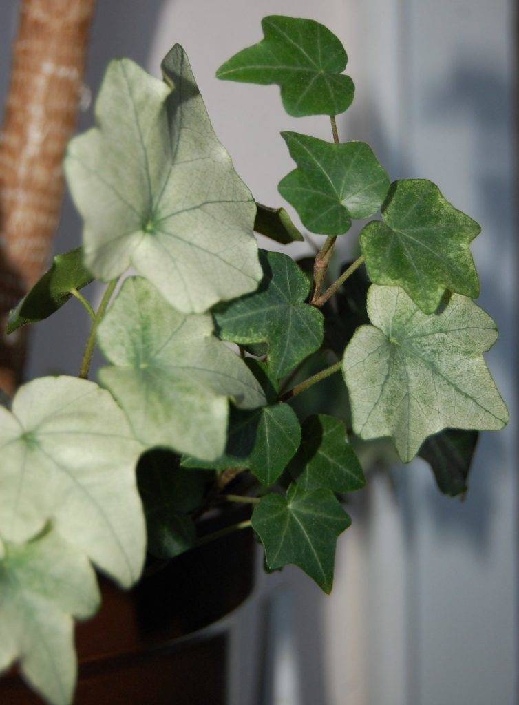 Чтобы легче дышалось в доме: 8 растений, которые очищают воздух и выделяют много кислорода
