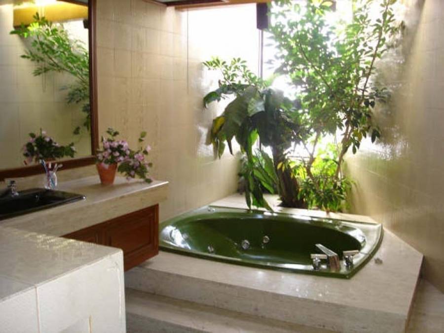 Лучшие растения для ванной