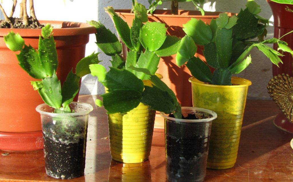 7 причин, почему у вас в доме не приживаются растения