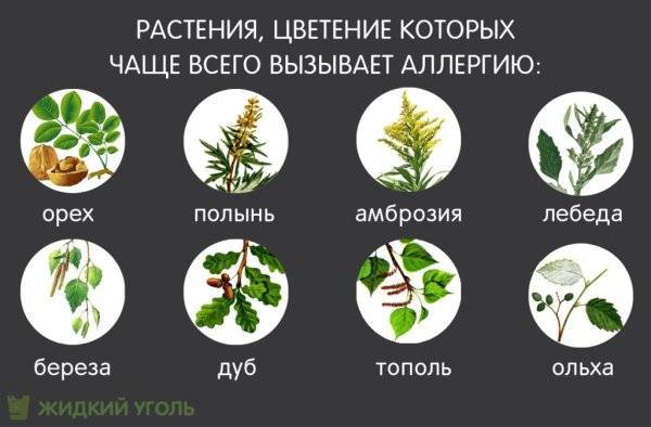 7 домашних растений, которые вызывают аллергию практически у каждого человека
