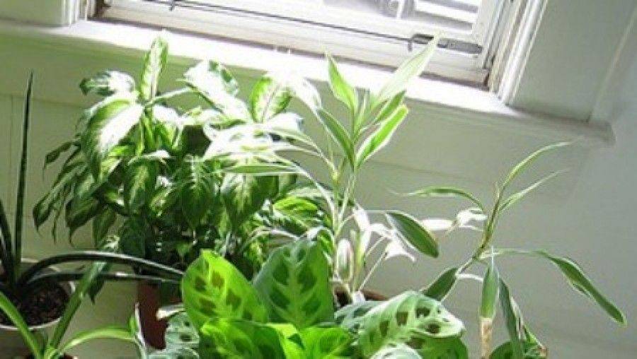 Комнатные растения аллергены: названия и фото домашних цветов, которые вызывают аллергию, а также какие являются аллергенными и почему, что делать при приступе?
